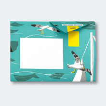 Safe Harbour Pigeon Pack