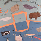 Amazing Polar Animals Fact Cards