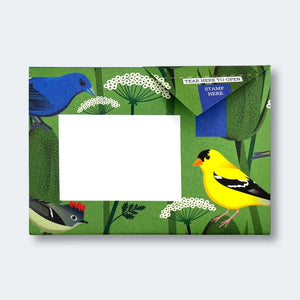 Carnival Of Colour Pigeon Pack