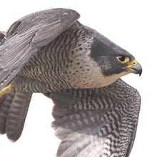 Peregrine Falcon A4 Print