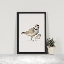 Piping Plovers A4 Print