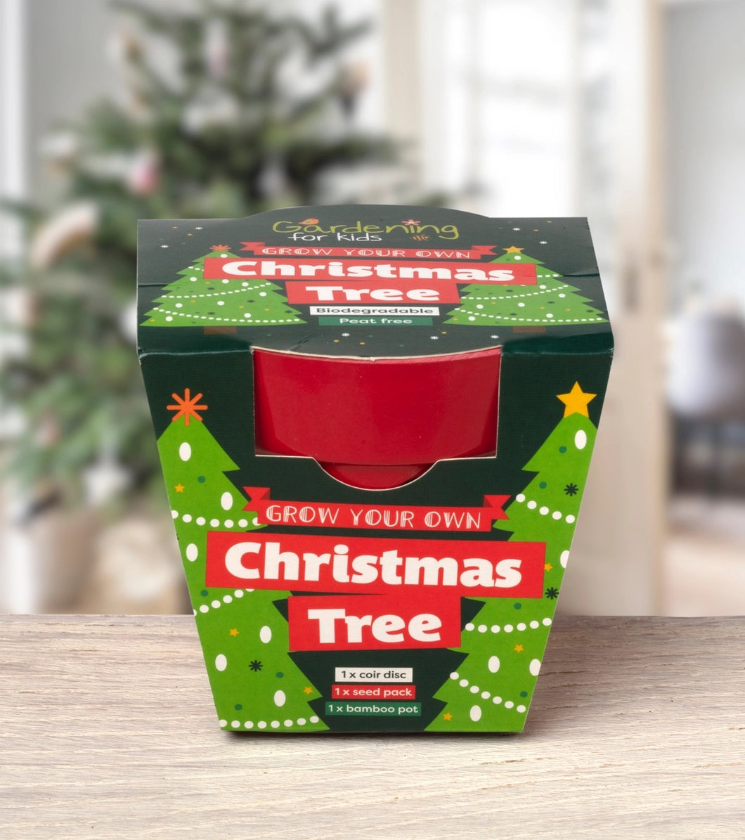 Grow Your Own Christmas Tree