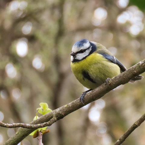 Blue Tit Hand Painted Brooch