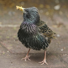 Starling Hand Painted Brooch