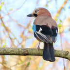 Jay Hand Painted Brooch