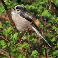 Long Tailed Tit Hand Painted Brooch
