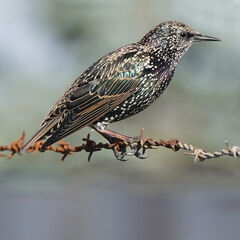 Starling Hand Painted Brooch
