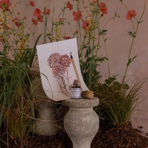A4 Strawflower Art Print
